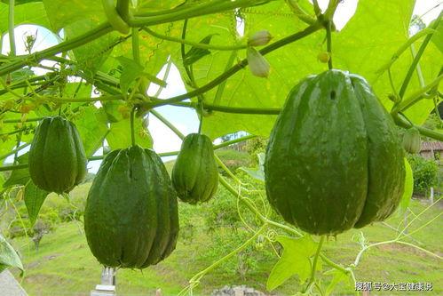 吃佛手瓜大便黑正常吗怎么回事,正常现象还是健康警示？