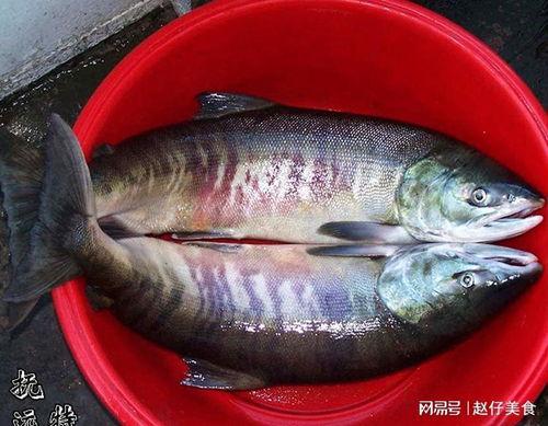 什么鱼吃黑蜜瓜最好吃呢,黑蜜瓜的完美搭档